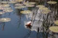 Nice reflection 